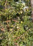 Juniperus communis