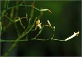 Image of taxon representative. Author is Виталий Гуменюк
