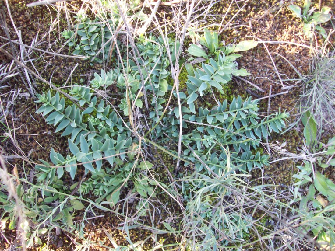 Image of Linaria genistifolia specimen.