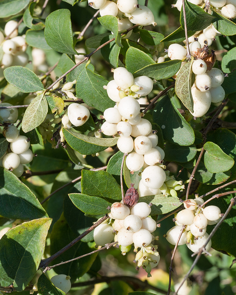 Изображение особи Symphoricarpos albus var. laevigatus.