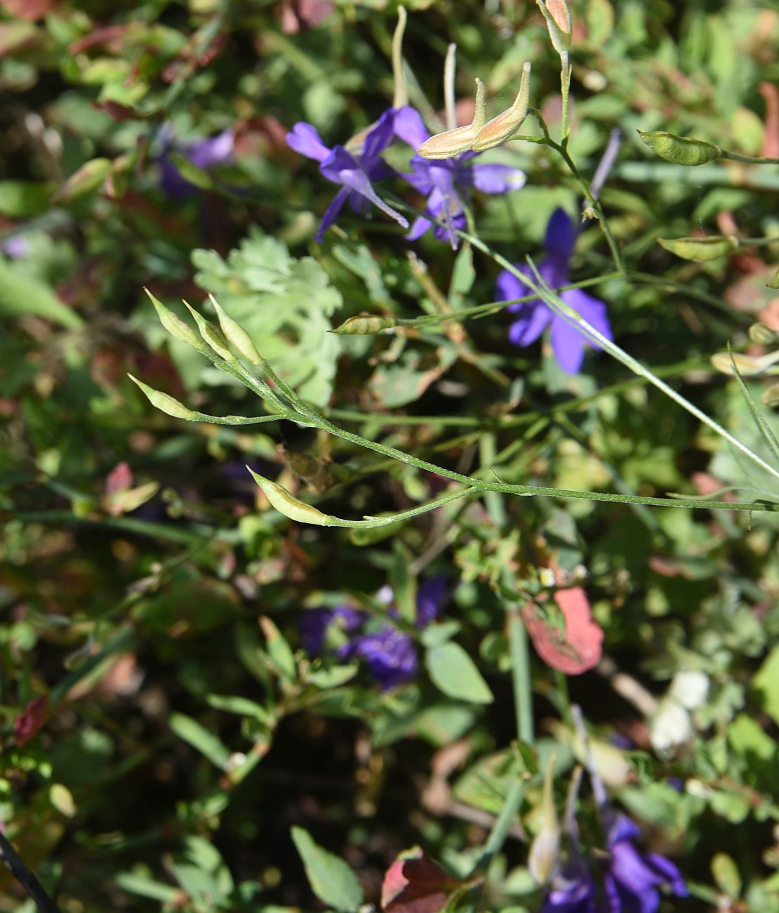 Image of Delphinium consolida specimen.