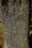 Picea abies