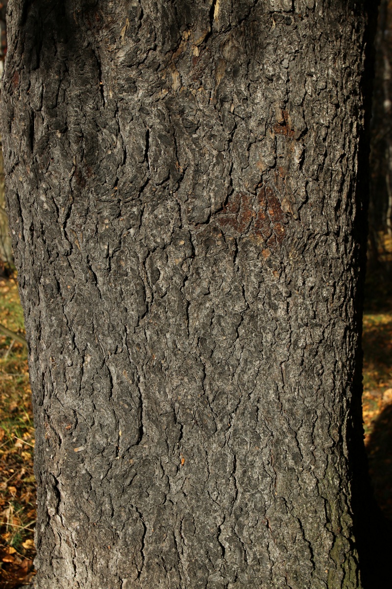 Image of Picea abies specimen.