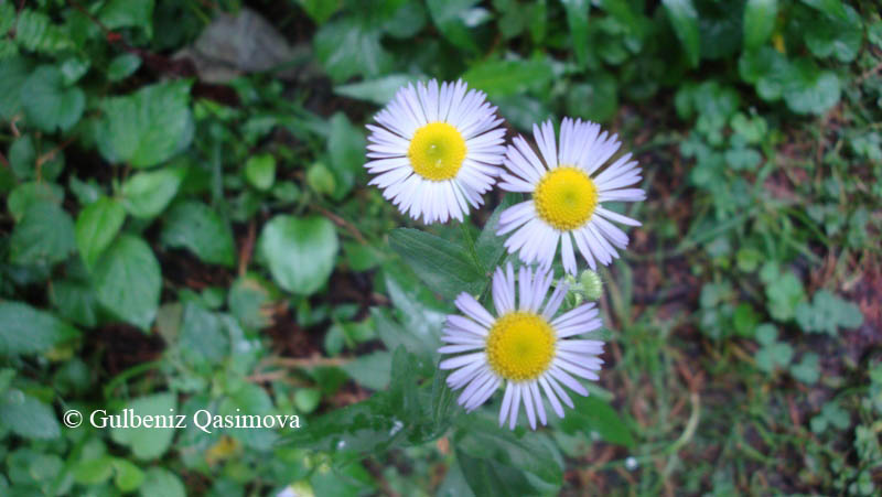 Изображение особи Erigeron annuus ssp. lilacinus.