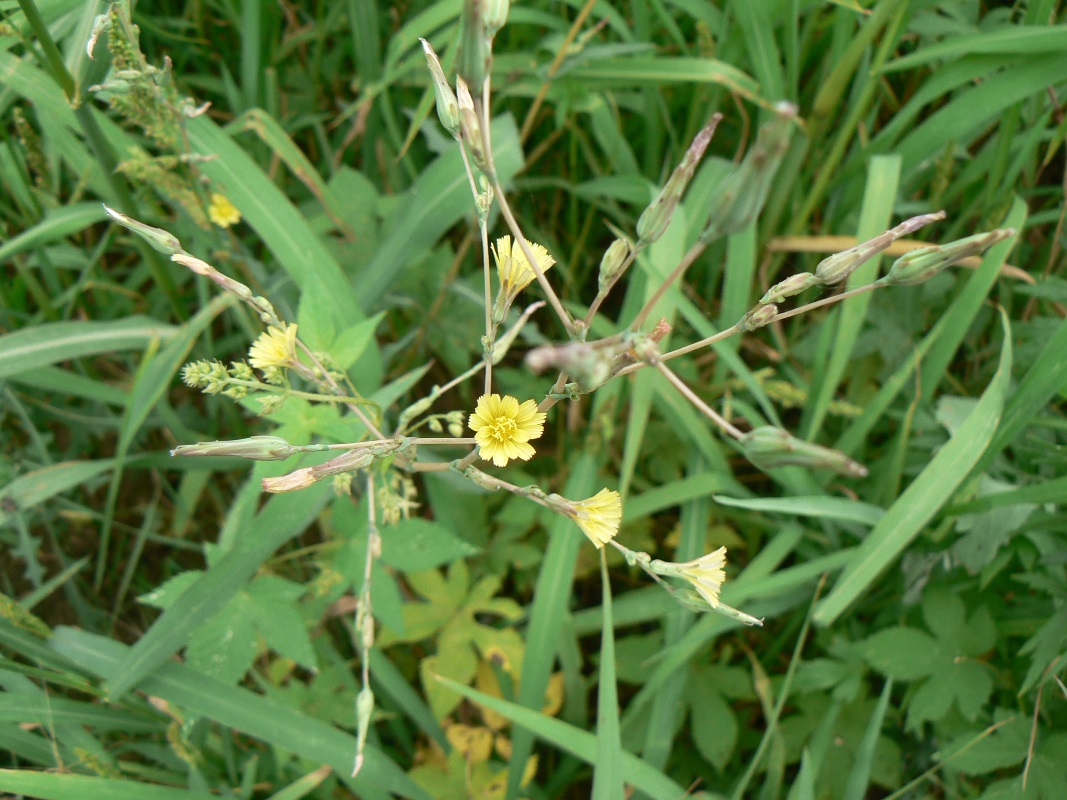 Image of Lactuca serriola specimen.