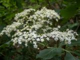 Sambucus nigra. Соцветие и часть листа. Крым, городской округ Алушта, окр. Ангарского перевала, у лесной дороги. 27.05.2024.