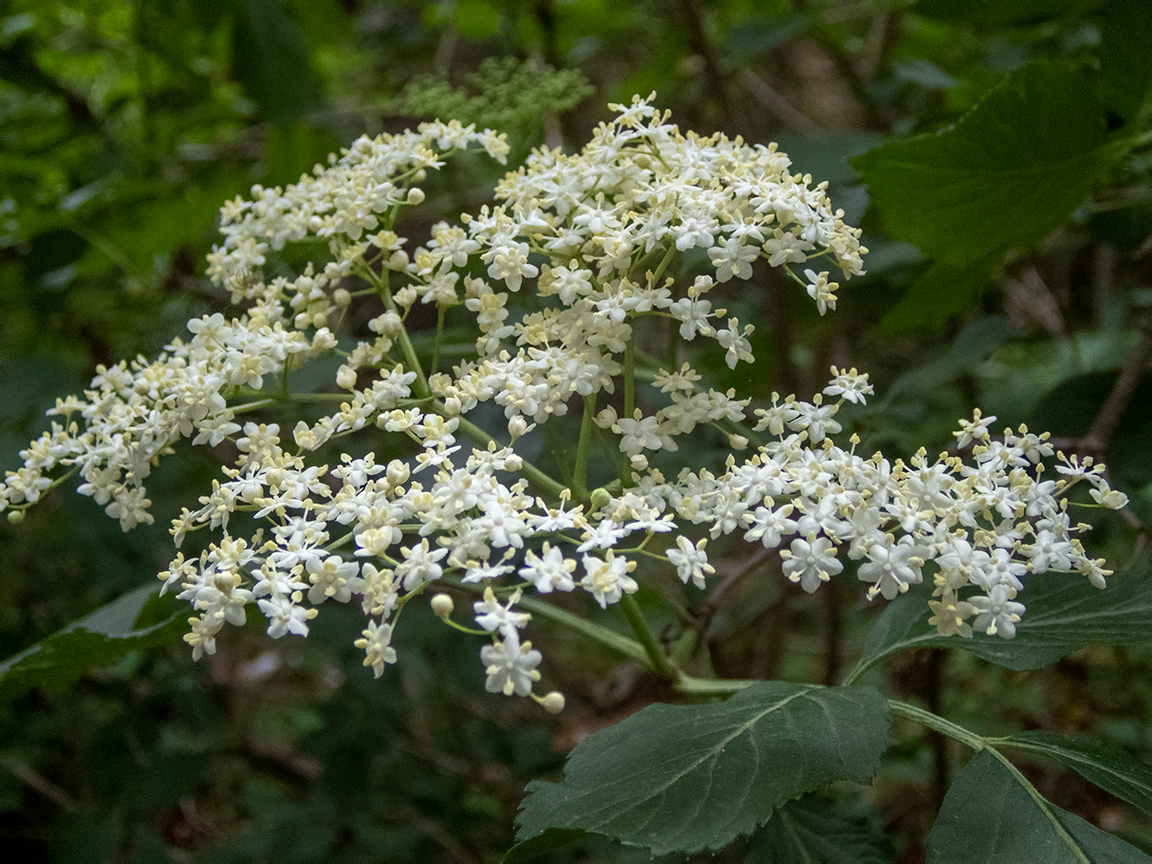 Изображение особи Sambucus nigra.