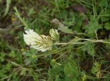 Trifolium canescens