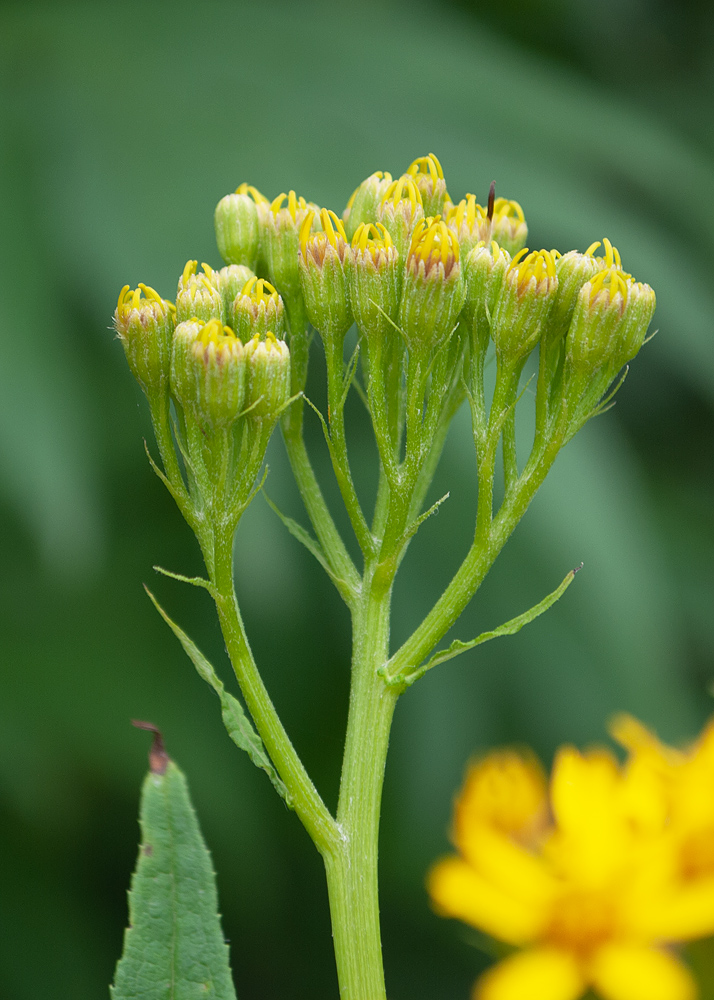 Image of Senecio cannabifolius specimen.