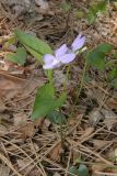 Viola sieheana. Цветущее растение. Крым, сосновый лес над Ялтой. 26 апреля 2009 г.