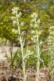 Alyssum alyssoides