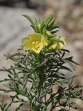 Verbascum orientale