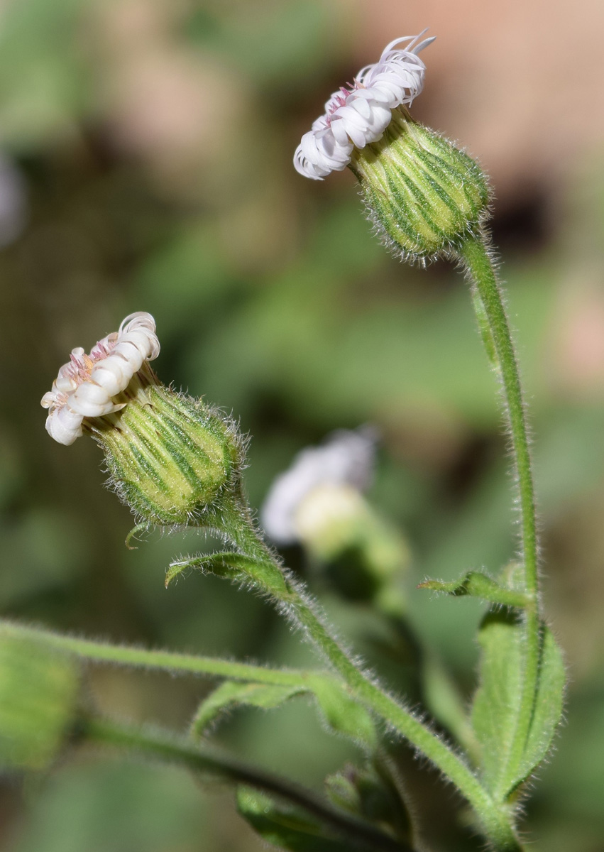 Image of Erigeron pseuderigeron specimen.