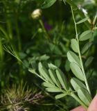 Vicia angustifolia. Верхушка побега (вид на абаксиальную поверхность листьев). Грузия, Самцхе-Джавахети, г. Ахалцихе, восточная окраина города, луг у моста. 17 мая 2025 г.