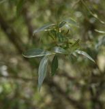 род Salix