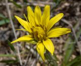 Scorzonera mollis. Соцветие. Крым, г. Судак, ур. Алчак-Кая, северный склон, луг. 10.04.2025.