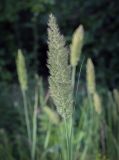 Calamagrostis epigeios. Соцветие. Ростовская обл., окр. г. Донецк, разнотравный луг. 14.06.2025.