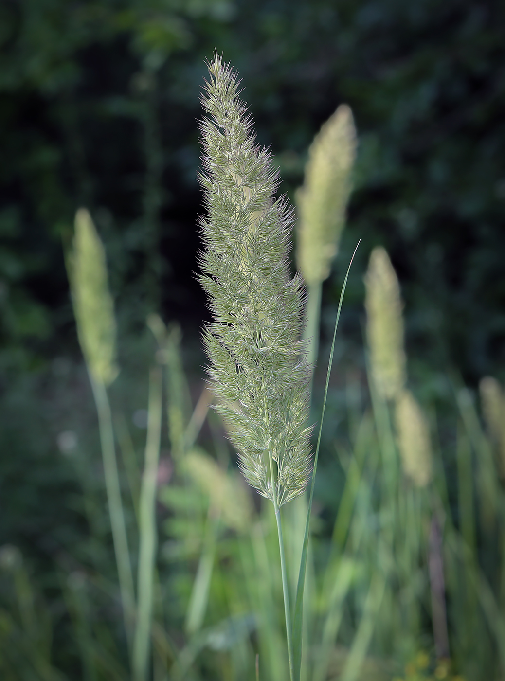 Image of Calamagrostis epigeios specimen.