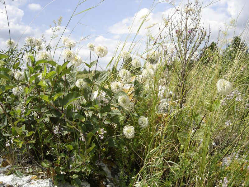 Image of Clematis integrifolia specimen.