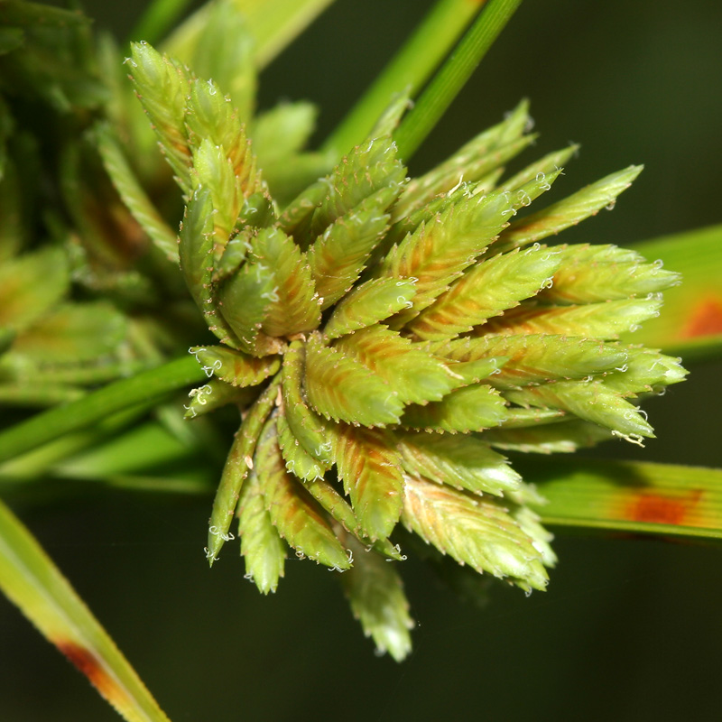 Изображение особи Cyperus eragrostis.