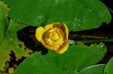 Nuphar lutea
