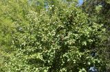 Crataegus submollis. Крона плодоносящего дерева. Узбекистан, г. Ташкент, Ботанический сад им. Ф.Н. Русанова, в культуре. 04.08.2025.