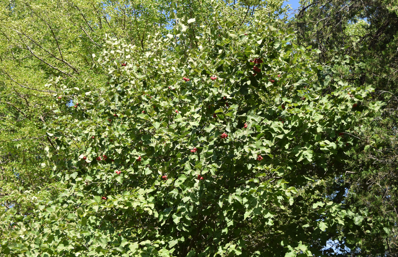 Изображение особи Crataegus submollis.