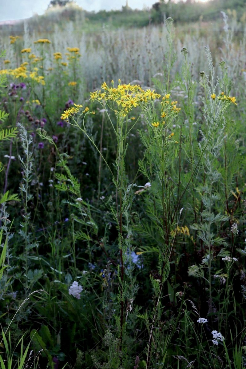 Image of Senecio jacobaea specimen.