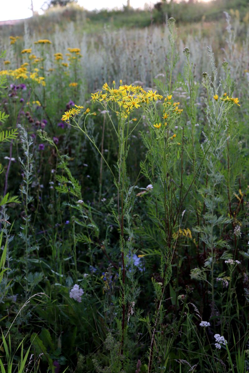 Image of Senecio jacobaea specimen.