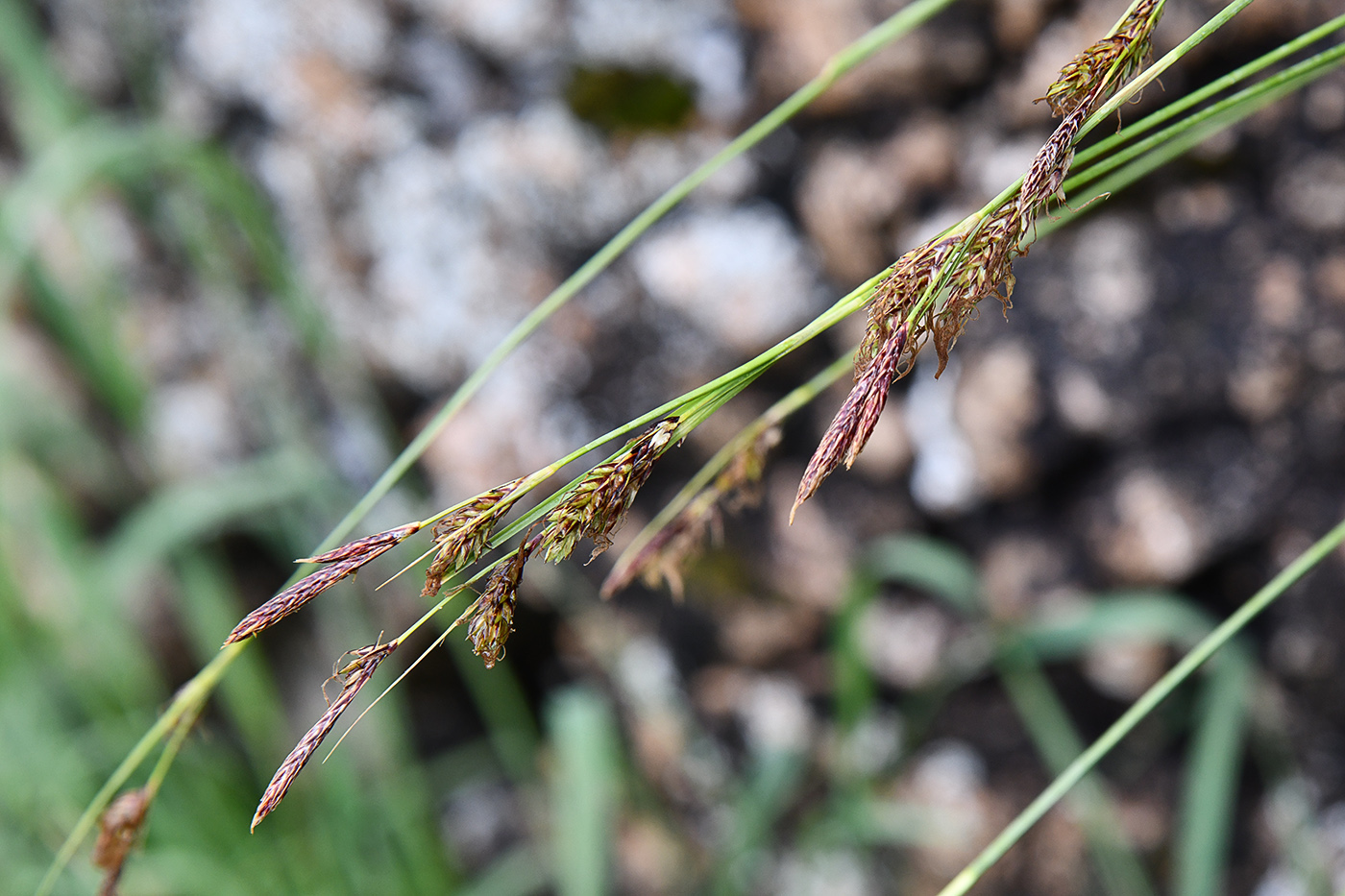 Изображение особи Carex koshewnikowii.
