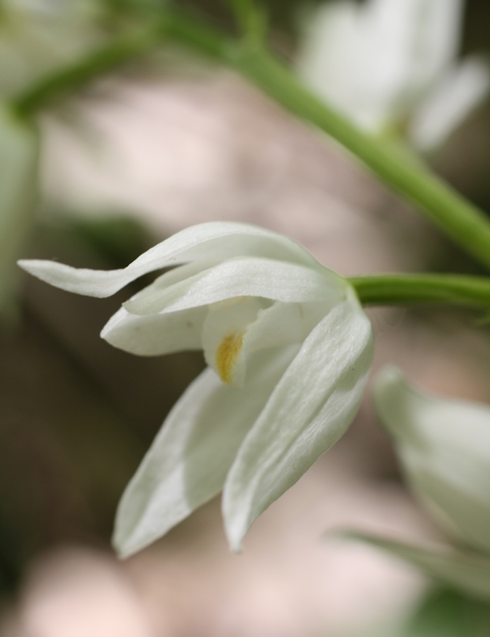 Изображение особи Cephalanthera longifolia.