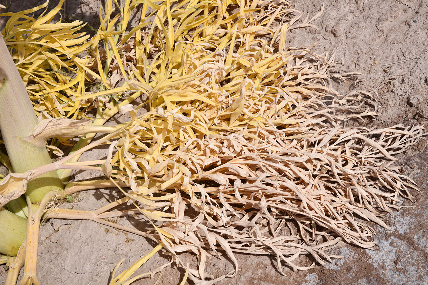 Изображение особи Ferula foetida.