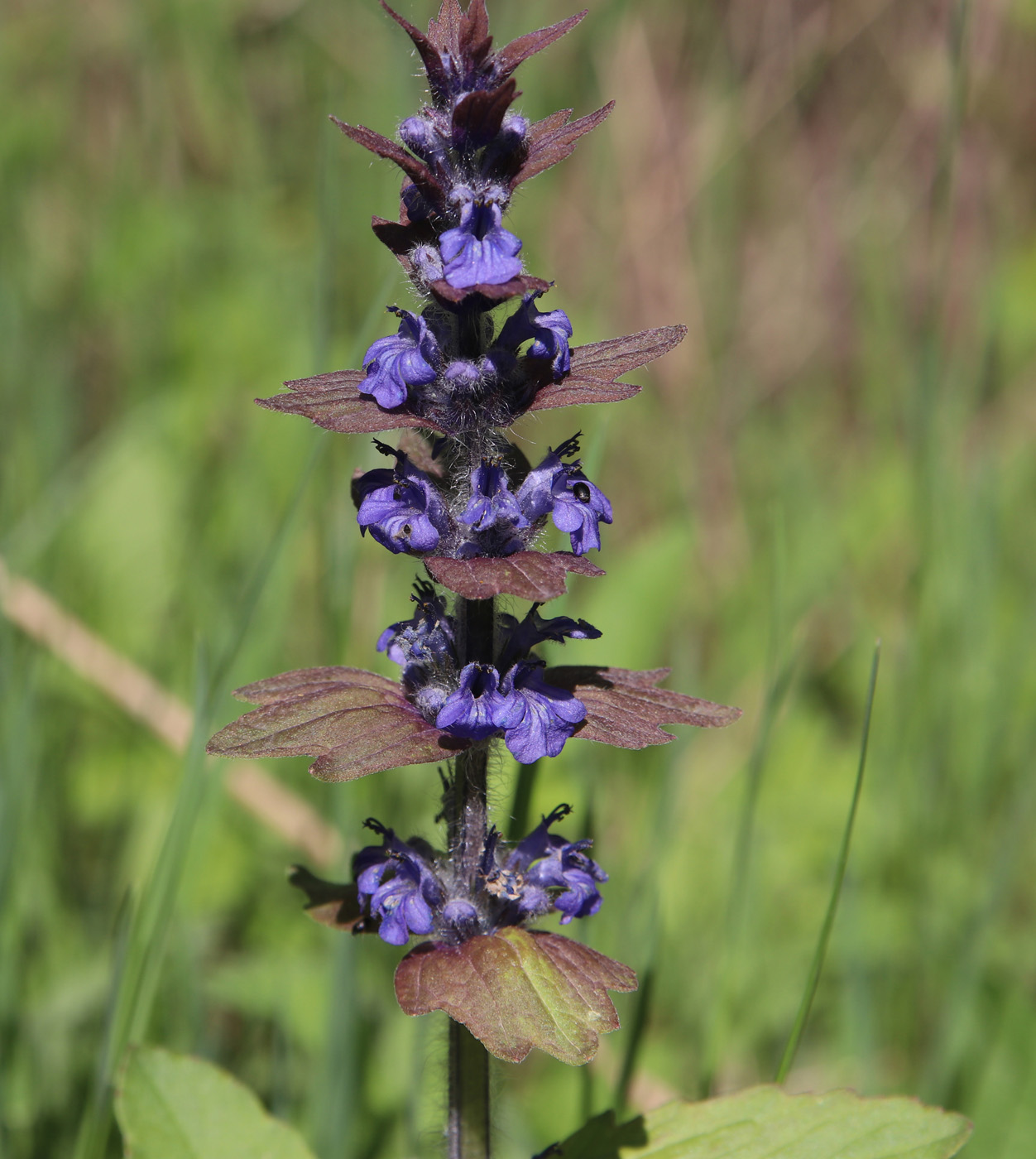 Изображение особи Ajuga genevensis.