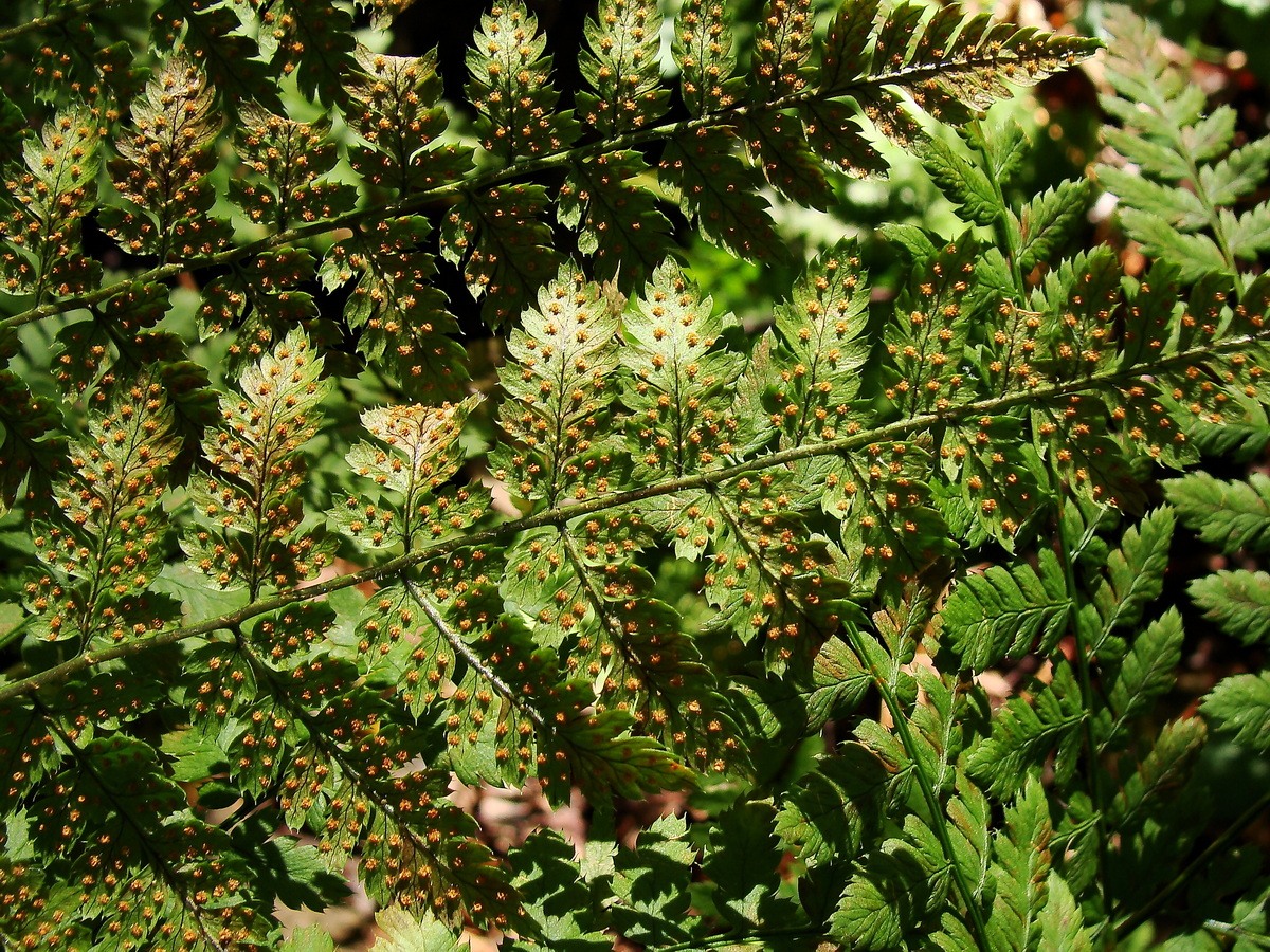 Image of division Polypodiophyta specimen.