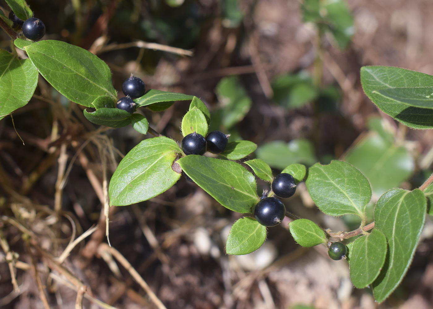 Image of Lonicera japonica specimen.