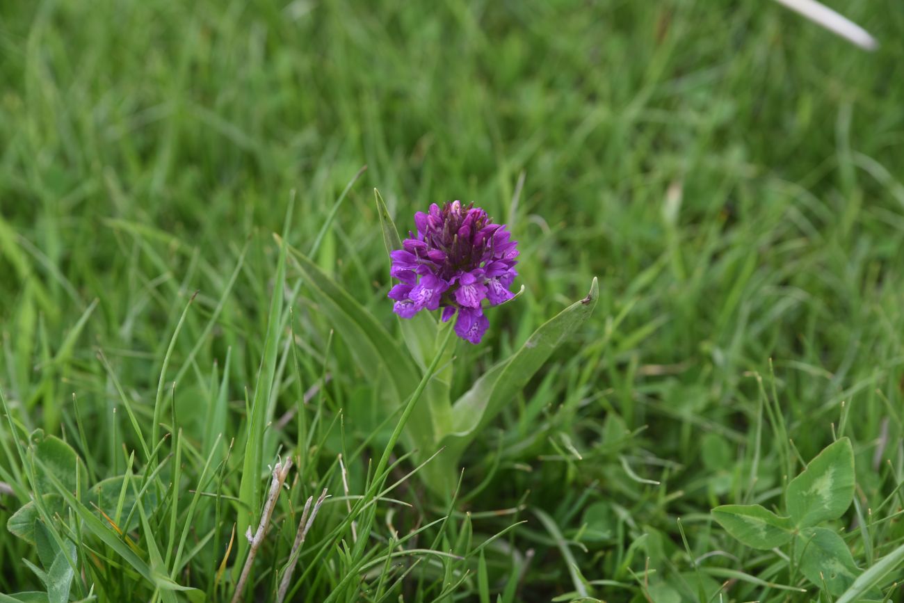 Image of genus Dactylorhiza specimen.