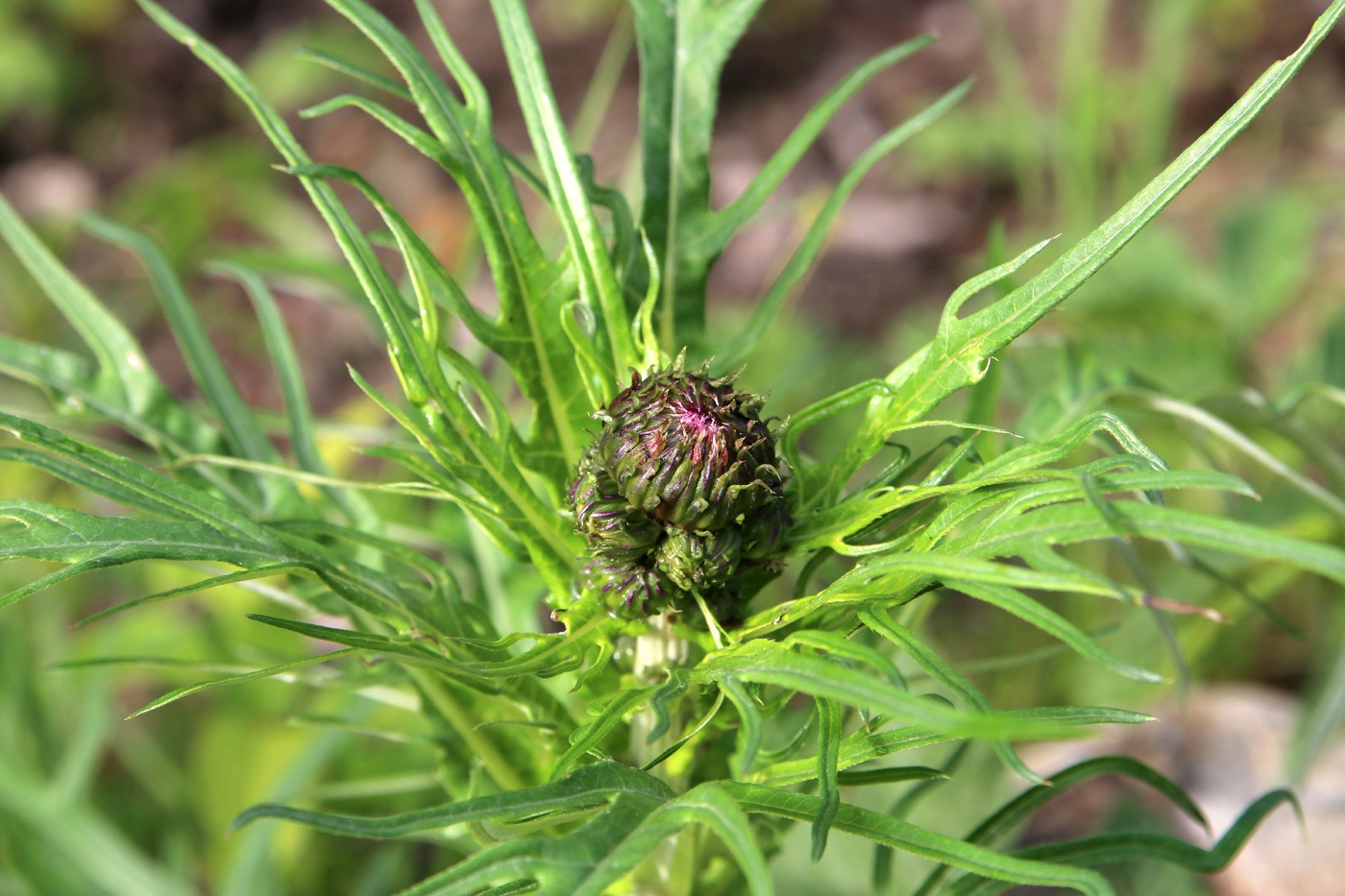 Image of Cirsium heterophyllum specimen.