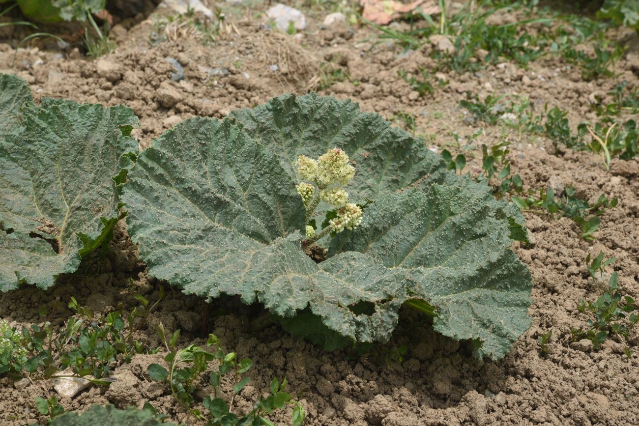 Изображение особи Rheum ribes.