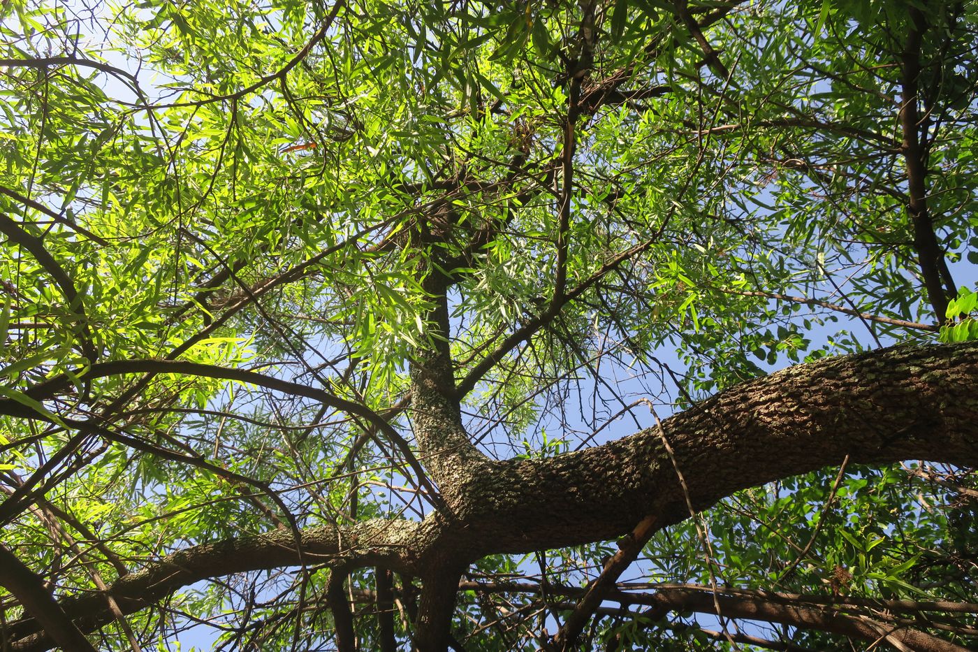 Изображение особи Searsia lancea.