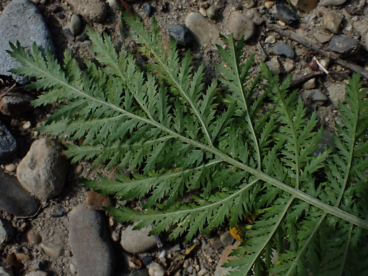 Изображение особи Tanacetum boreale.