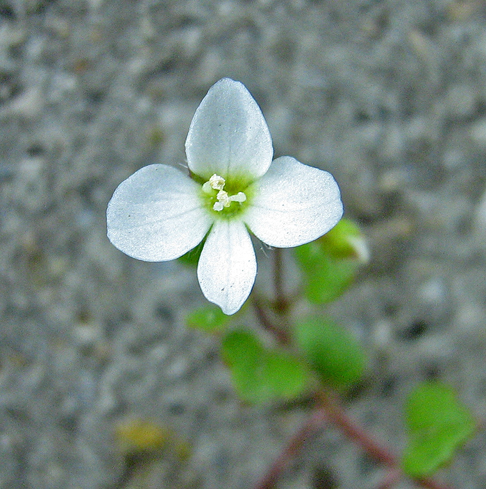 Image of Veronica cymbalaria specimen.