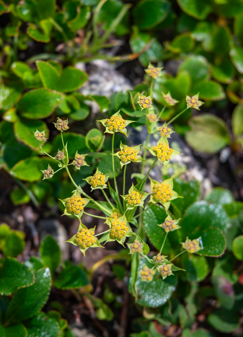 Изображение особи род Bupleurum.