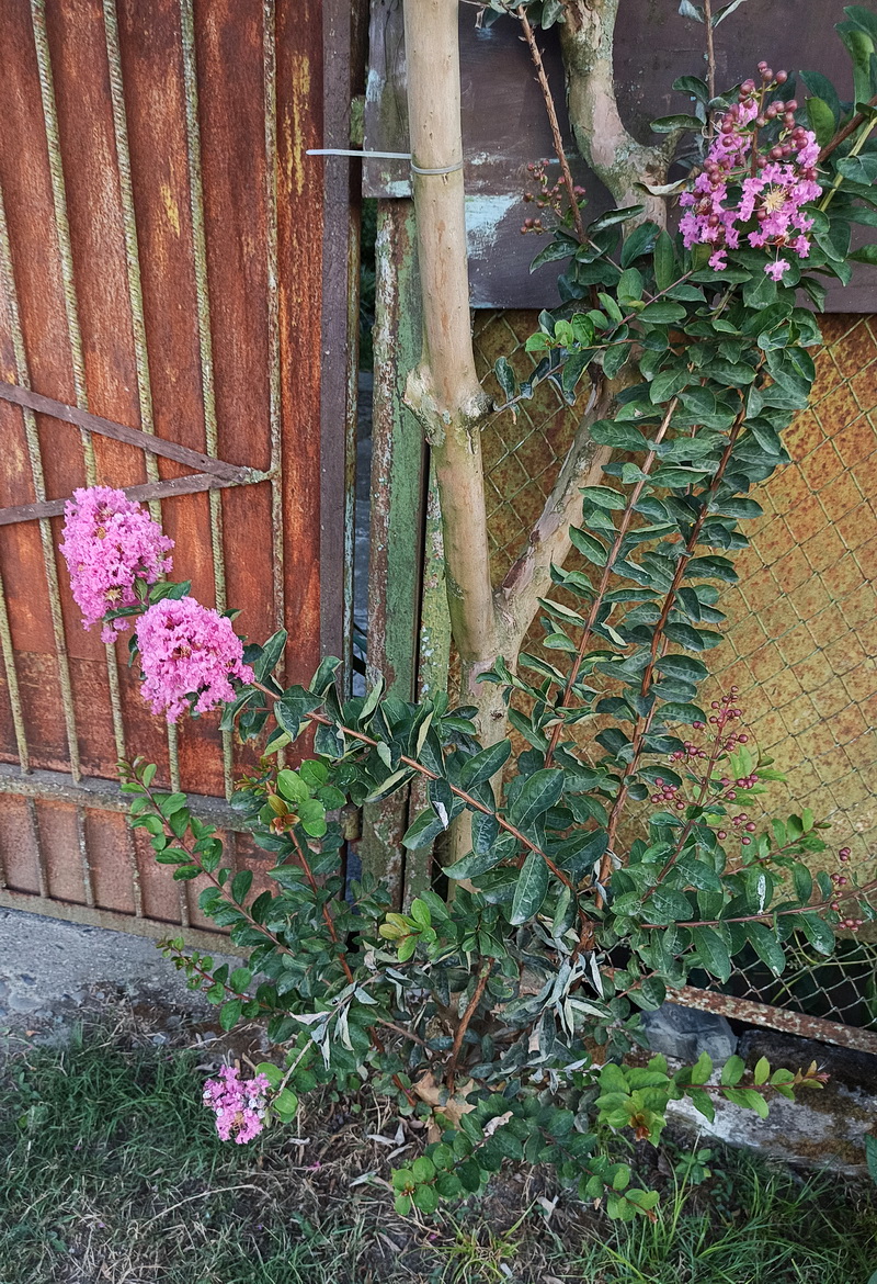 Изображение особи Lagerstroemia indica.