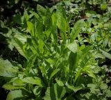 Image of taxon representative. Author is Игорь Павлов