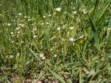 Cerastium brachypetalum подвид tauricum. Цветущие растения в сообществе с Poaceae. Крым, окр. г. Судак, северный склон горы Перчем, дубово-грабовый лес, возле грунтовой дороги. 23.04.2025.