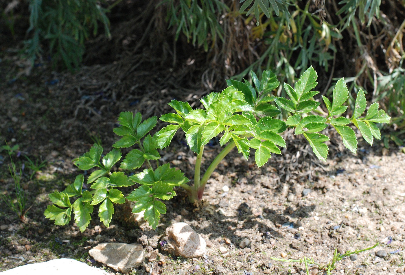 Изображение особи Angelica pachycarpa.