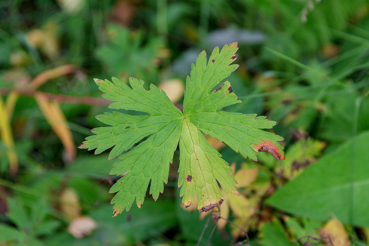 Изображение особи род Geranium.