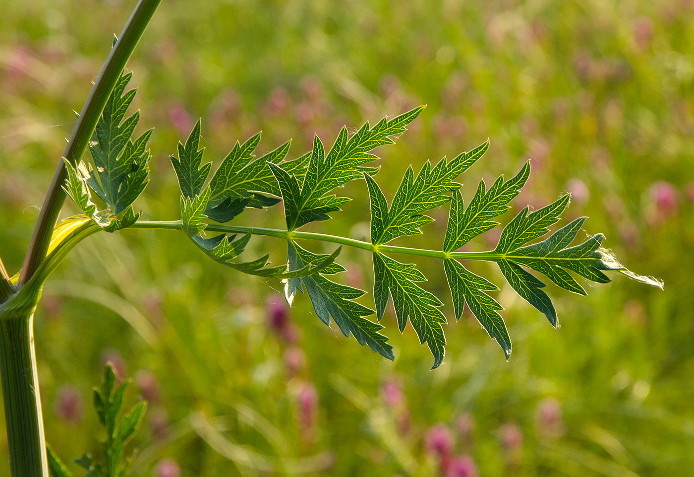 Image of Seseli libanotis specimen.