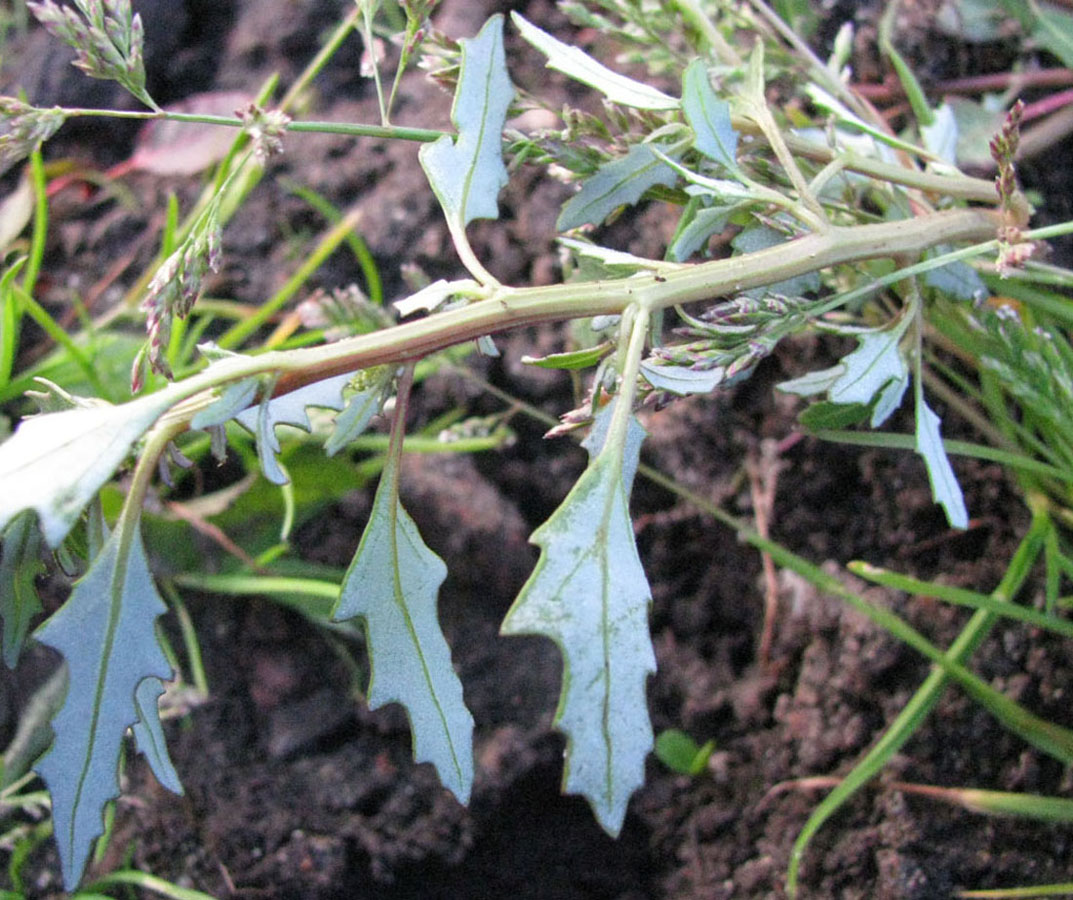Image of Oxybasis glauca specimen.