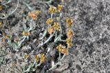 Laphangium luteoalbum. Верхушки побегов с соцветиями и осыпавшимися соплодиями. Португалия, округ Сетубал, окр. пляжа Фигеринья, у подножия скалы. 03.08.2025.